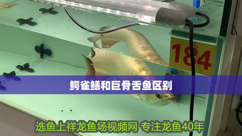 鱷雀鱔和巨骨舌魚區別