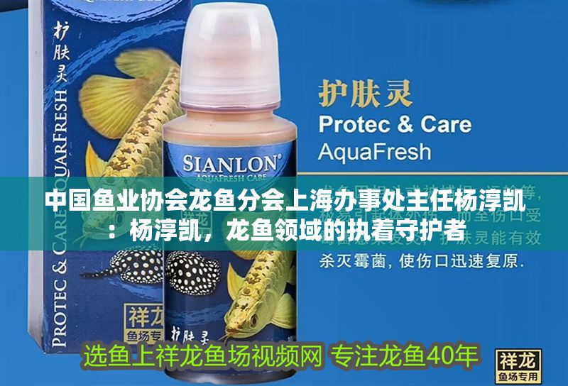 中國魚業協會龍魚分會<strong><mark>上海</mark></strong>辦事處主任楊淳凱：楊淳凱，龍魚領域的執著守護者