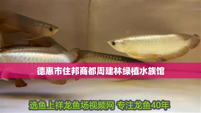 德惠市住邦商都周建林綠植水族館