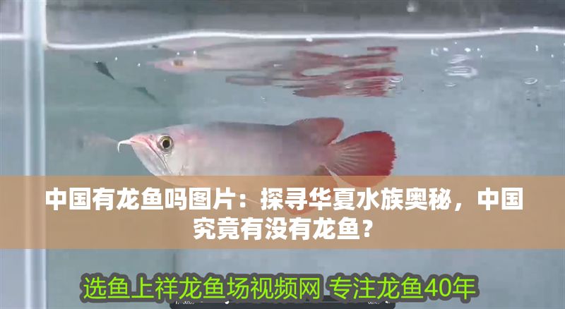中國有龍魚嗎圖片：探尋華夏水族奧秘，中國究竟有沒有龍魚？