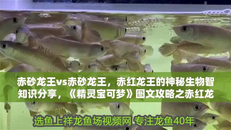 赤砂龍王vs赤砂龍王，赤紅龍王的神秘生物智知識分享，《精靈寶可夢》圖文攻略之赤紅龍王