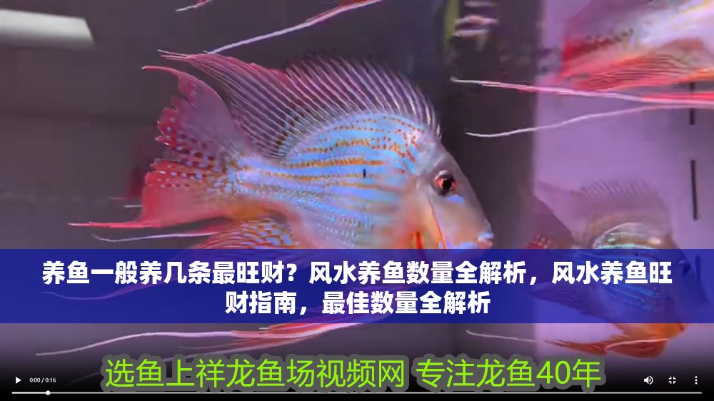 養(yǎng)魚一般養(yǎng)幾條最旺財(cái)？風(fēng)水養(yǎng)魚數(shù)量全解析，風(fēng)水養(yǎng)魚旺財(cái)指南，最佳數(shù)量全解析