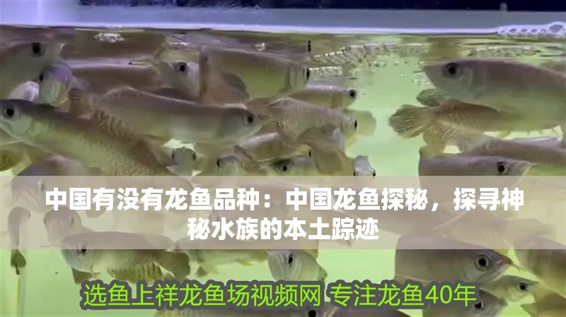 中國有沒有龍魚品種：中國龍魚探秘，探尋神秘水族的本土蹤跡