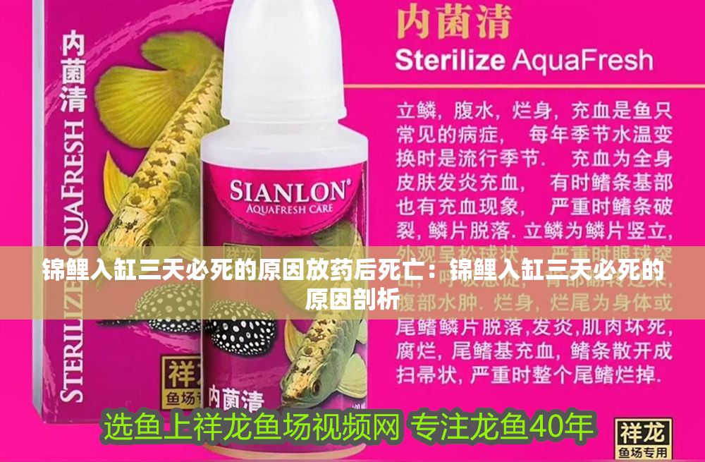 錦鯉入缸三天必死的原因放藥后死亡：錦鯉入缸三天必死的原因剖析