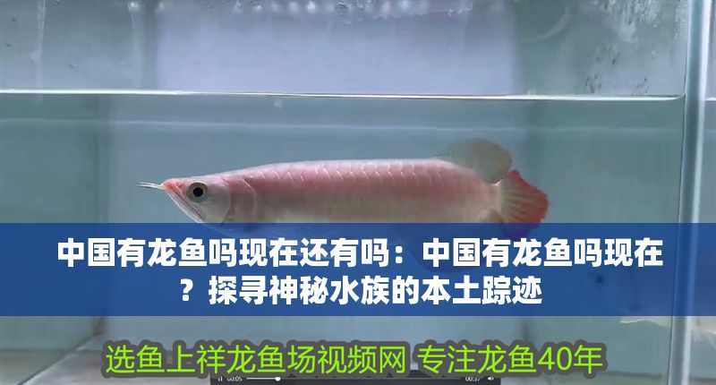 中國有龍魚嗎現在還有嗎：中國有龍魚嗎現在？探尋神秘水族的本土蹤跡