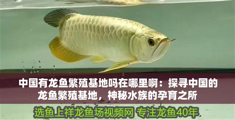 中國有龍魚繁殖基地嗎在哪里啊：探尋中國的龍魚繁殖基地，神秘水族的孕育之所