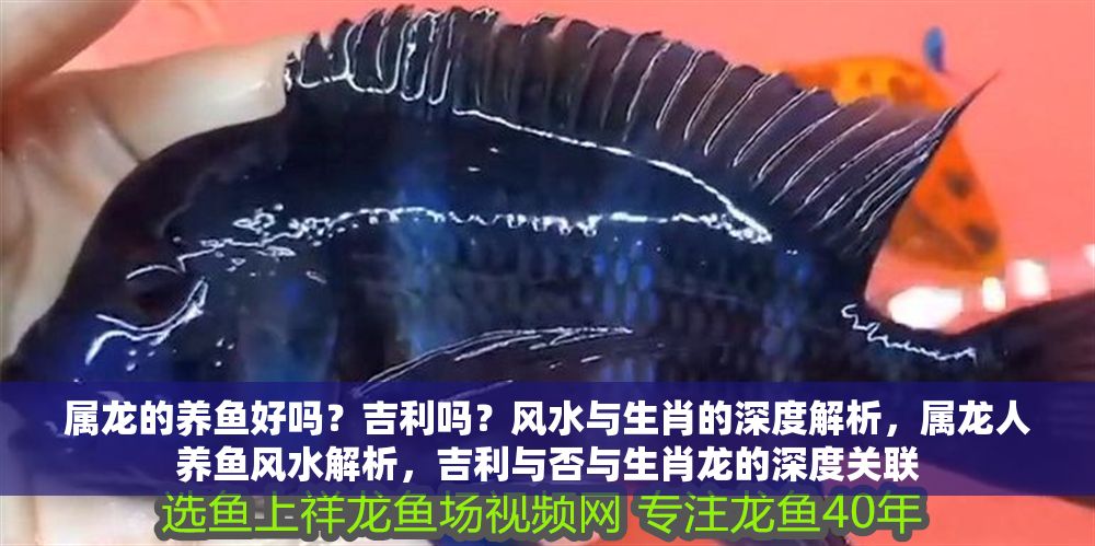 屬龍的養魚好嗎？吉利嗎？風水與生肖的深度解析，屬龍人養魚風水解析，吉利與否與生肖龍的深度關聯