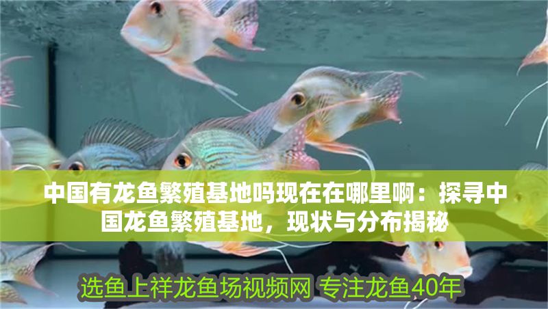 中國(guó)有龍魚(yú)繁殖基地嗎現(xiàn)在在哪里啊：探尋中國(guó)龍魚(yú)繁殖基地，現(xiàn)狀與分布揭秘