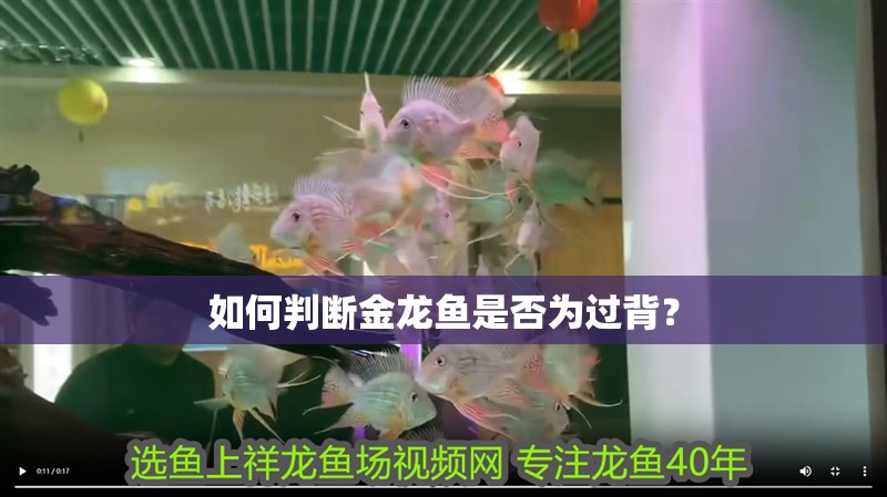 如何判斷金龍魚是否為過背？
