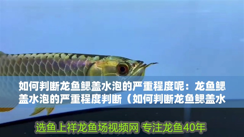 如何判斷龍魚鰓蓋水泡的嚴重程度呢：龍魚鰓蓋水泡的嚴重程度判斷（如何判斷龍魚鰓蓋水泡嚴重程度）