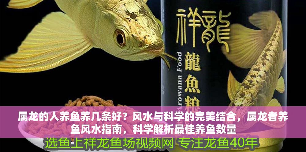 屬龍的人養魚養幾條好？風水與科學的完美結合，屬龍者養魚風水指南，科學解析最佳養魚數量