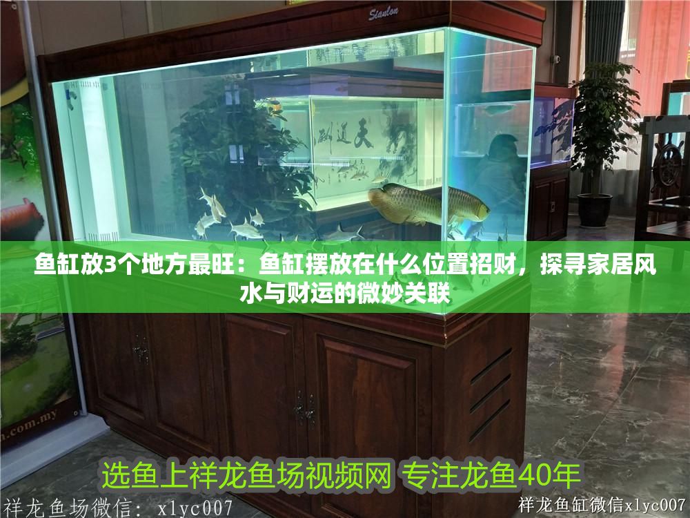 魚缸放3個地方最旺：魚缸擺放在什么位置招財，探尋家居風水與財運的微妙關聯