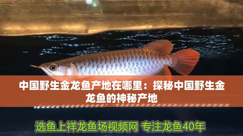 中國(guó)野生金龍魚產(chǎn)地在哪里：探秘中國(guó)野生金龍魚的神秘產(chǎn)地