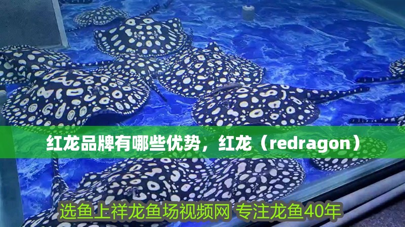 鸚鵡魚和銀龍魚混養怎樣喂食 紅龍品牌有哪些優勢,紅龍(redragon) 龍魚百科 紅龍品牌有哪些優勢,紅龍(redragon) 紅龍品牌有哪些優勢,紅龍(redragon) 龍魚百科