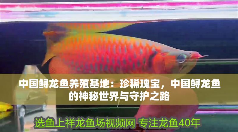 中國鱘龍魚養殖基地：珍稀瑰寶，中國鱘龍魚的神秘世界與守護之路
