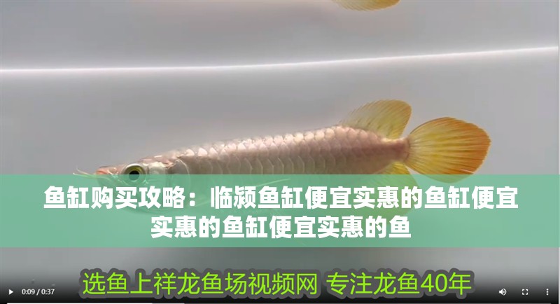 魚缸購買攻略：臨潁魚缸便宜實惠的魚缸便宜實惠的魚缸便宜實惠的魚