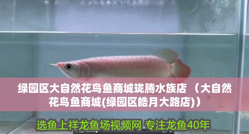 綠園區(qū)大自然花鳥魚商城瓏騰水族店 （大自然花鳥魚商城(綠園區(qū)皓月大路店)）