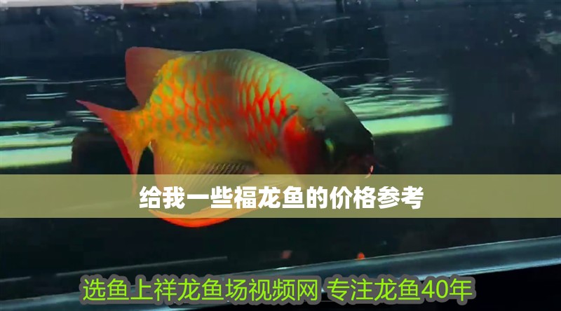 給我一些福龍魚的價格參考