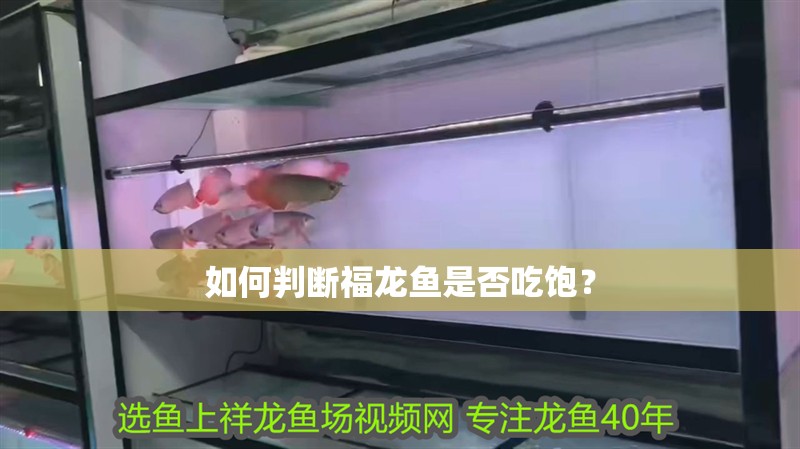 如何判斷福龍魚(yú)是否吃飽？ 如何判斷福龍魚(yú)是否吃飽？ 水族問(wèn)答