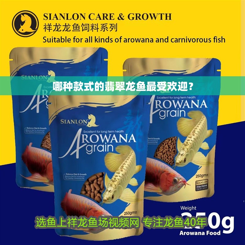 哪種款式的翡翠龍魚最受歡迎？
