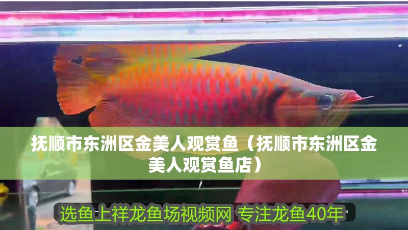 鸚鵡魚和銀龍魚混養怎樣喂食 撫順市東洲區金美人觀賞魚(撫順市東洲區金美人觀賞魚店) 全國水族館企業名錄 撫順市東洲區金美人觀賞魚(撫順市東洲區金美人觀賞魚店) 撫順市東洲區金美人觀賞魚(撫順市東洲區金美人觀賞魚店) 全國水族館企業名錄
