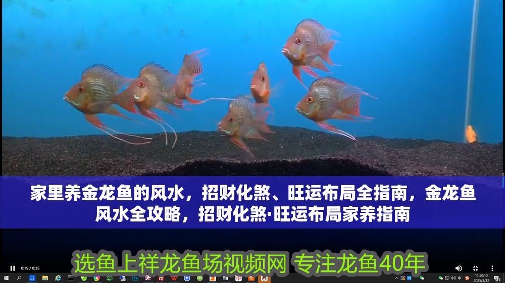 家里養(yǎng)金龍魚的風(fēng)水，招財化煞、旺運布局全指南，金龍魚風(fēng)水全攻略，招財化煞·旺運布局家養(yǎng)指南
