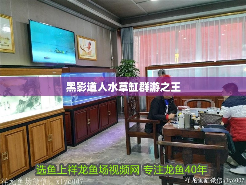 黑影道人水草缸群游之王