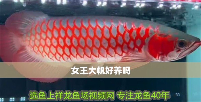 女王大帆好養嗎