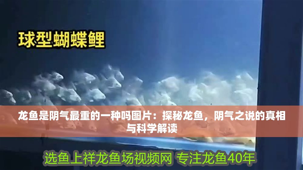 龍魚是陰氣最重的一種嗎圖片：探秘龍魚，陰氣之說的真相與科學(xué)解讀