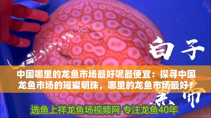 中國哪里的龍魚市場最好呢最便宜：探尋中國龍魚市場的璀璨明珠，哪里的龍魚市場最好？