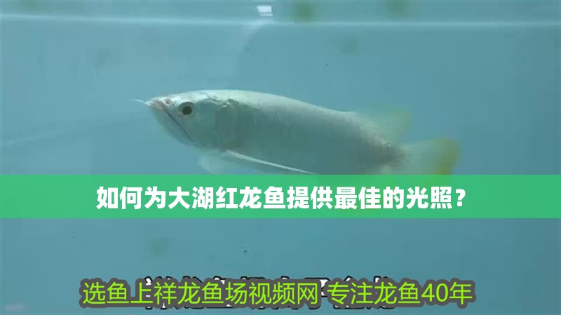 如何為大湖紅龍魚提供最佳的光照？