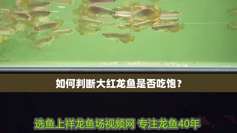 如何判斷大紅龍魚是否吃飽？