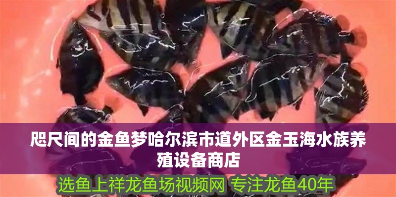 咫尺間的金魚(yú)夢(mèng)哈爾濱市道外區(qū)金玉海水族養(yǎng)殖設(shè)備商店 咫尺間的金魚(yú)夢(mèng)哈爾濱市道外區(qū)金玉海水族養(yǎng)殖設(shè)備商店 全國(guó)水族館企業(yè)名錄