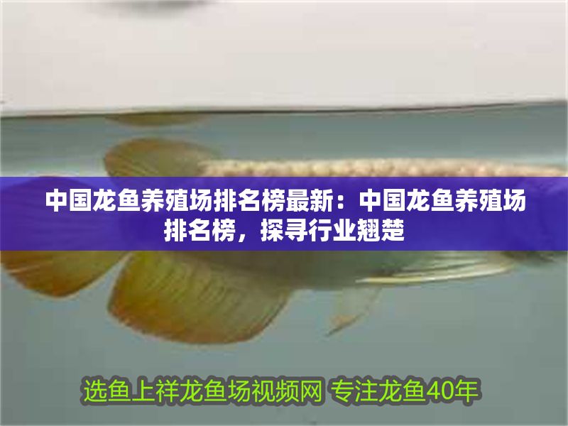 中國龍魚養殖場排名榜最新：中國龍魚養殖場排名榜，探尋行業翹楚