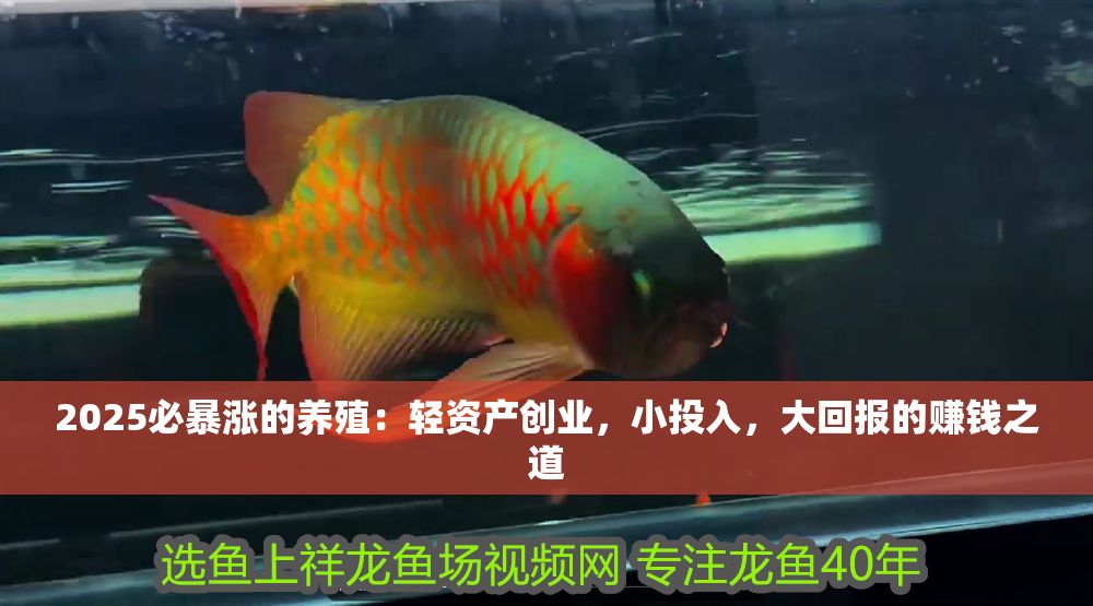 詳細閱讀:2025必暴漲的養殖:輕資產創業,小投入,大回報的賺錢之道 2025必暴漲的養殖:輕資產創業,小投入,大回報的賺錢之道