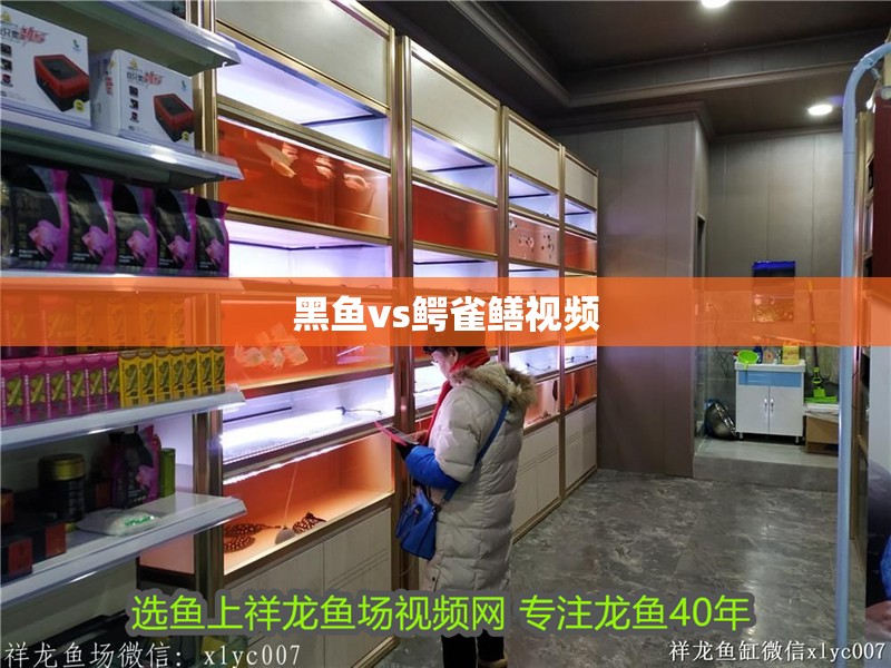 黑魚vs鱷雀鱔視頻