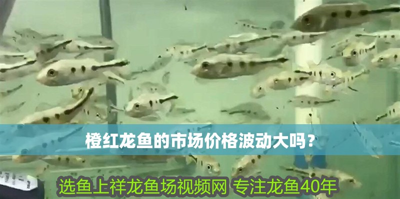橙紅龍魚的市場價格波動大嗎？
