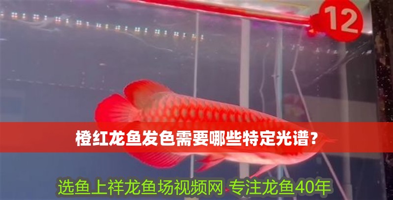 橙紅龍魚發色需要哪些特定光譜？