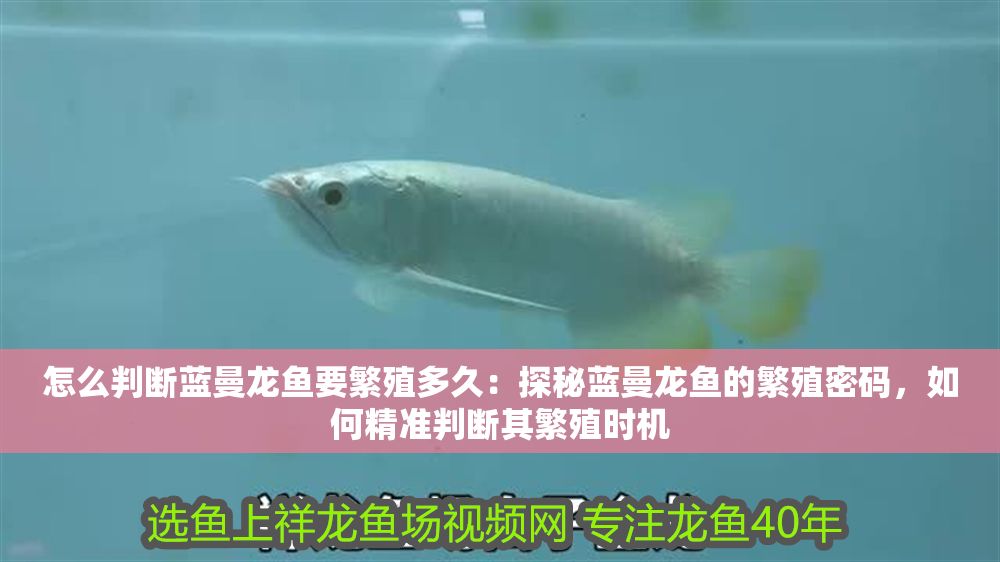 怎么判斷藍(lán)曼龍魚要繁殖多久：探秘藍(lán)曼龍魚的繁殖密碼，如何精準(zhǔn)判斷其繁殖時(shí)機(jī)