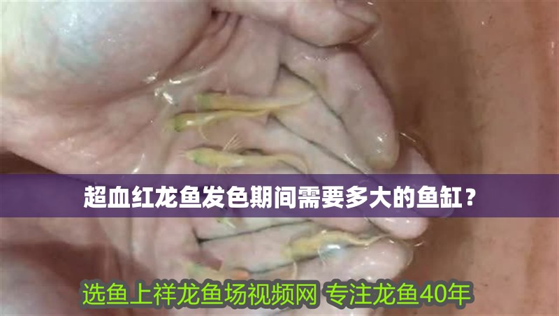 超血紅龍魚發色期間需要多大的魚缸？