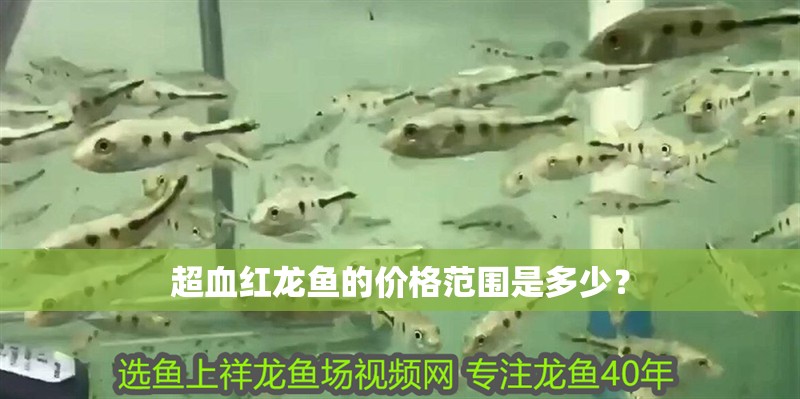 超血紅龍魚的價格范圍是多少？