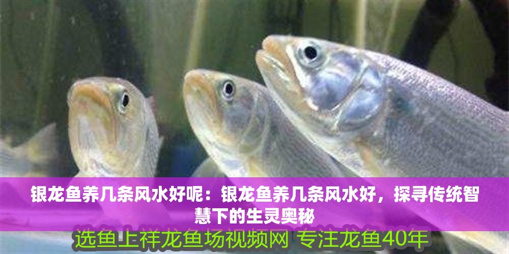 銀龍魚養(yǎng)幾條風(fēng)水好呢：銀龍魚養(yǎng)幾條風(fēng)水好，探尋傳統(tǒng)智慧下的生靈奧秘