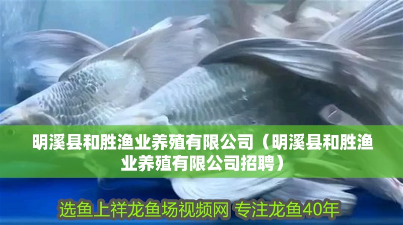 我的虎魚真菌感染了要怎么處理 明溪縣和勝漁業養殖有限公司(明溪縣和勝漁業養殖有限公司招聘) 全國水族館企業名錄 明溪縣和勝漁業養殖有限公司(明溪縣和勝漁業養殖有限公司招聘) 明溪縣和勝漁業養殖有限公司(明溪縣和勝漁業養殖有限公司招聘) 全國水族館企業名錄