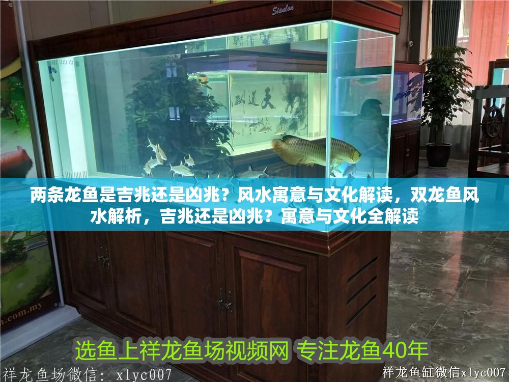 兩條龍魚是吉兆還是兇兆？風水寓意與文化解讀，雙龍魚風水解析，吉兆還是兇兆？寓意與文化全解讀