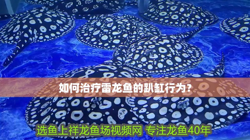如何治療雷龍魚的趴缸行為？