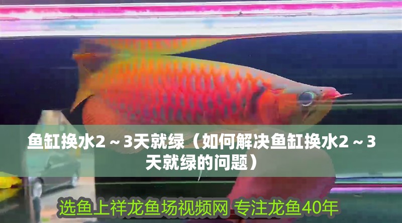 魚缸換水2～3天就綠（如何解決魚缸換水2～3天就綠的問題）