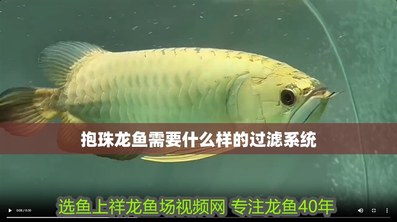抱珠龍魚需要什么樣的過濾系統(tǒng)