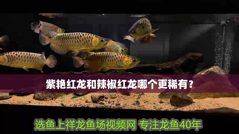 紫艷紅龍和辣椒紅龍哪個更稀有？