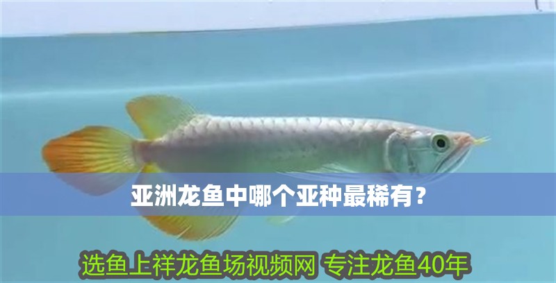 亞洲龍魚中哪個亞種最稀有？