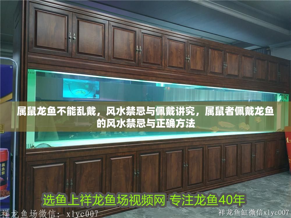 屬鼠龍魚不能亂戴，風(fēng)水禁忌與佩戴講究，屬鼠者佩戴龍魚的風(fēng)水禁忌與正確方法